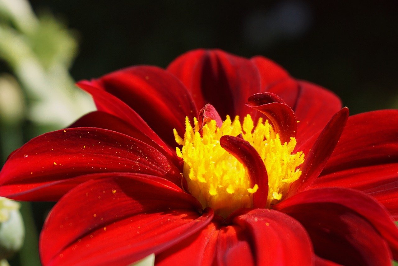 Perennial Plants - The Eco-friendly Choice for Gardeners
